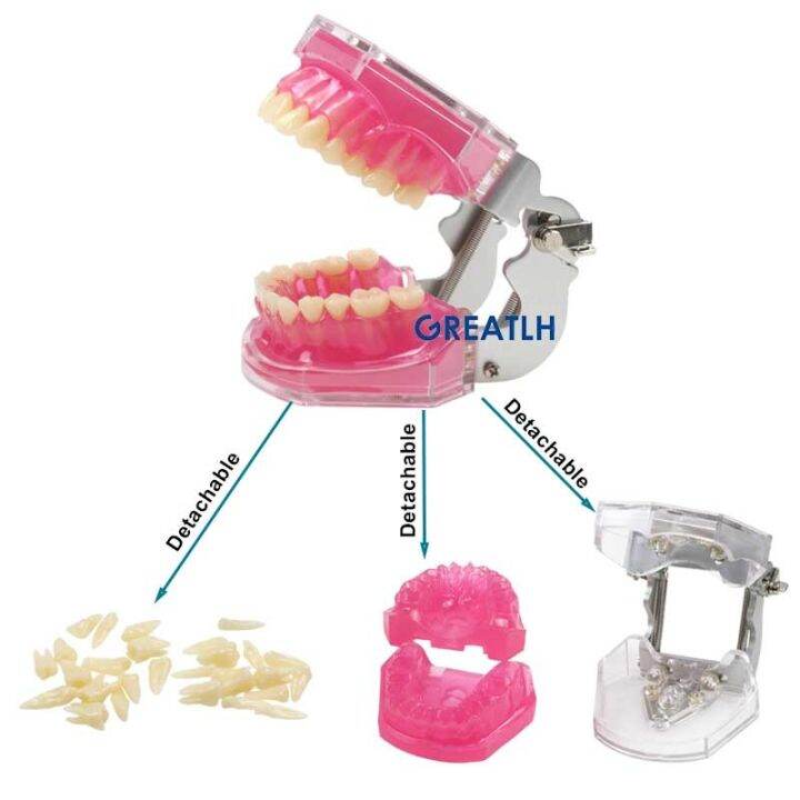 removable-teeth-soft-gum-dental-model-teeth-dental-teaching-study-model-typodont-model-dentist-dentistry-products-dental-gift