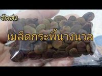 40 เมล็ด เมล็ดพันธุ์ กระพี้นางนวล Dalbergia cana Graham ex Kurz Seeds