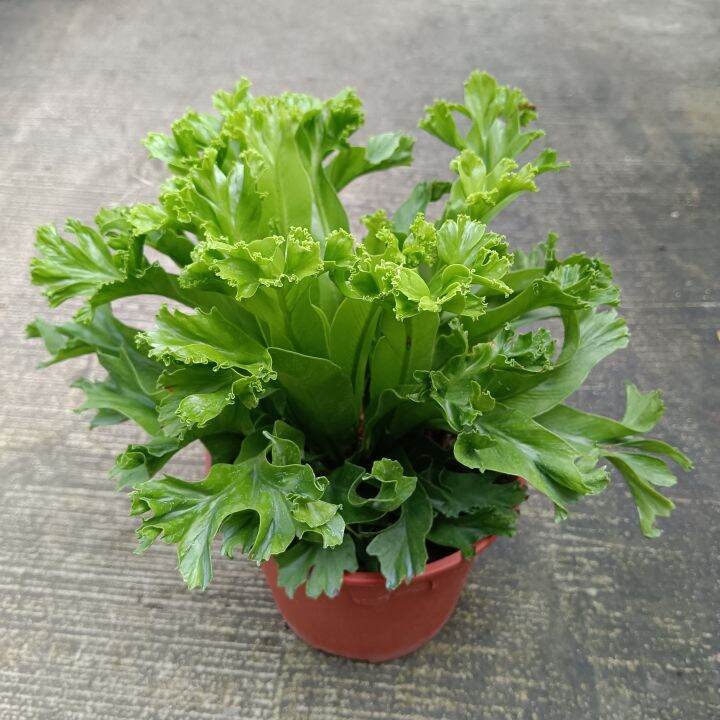 [Plantopia] Crested Japanese Bird's Nest Fern Pokok Fern Hidup