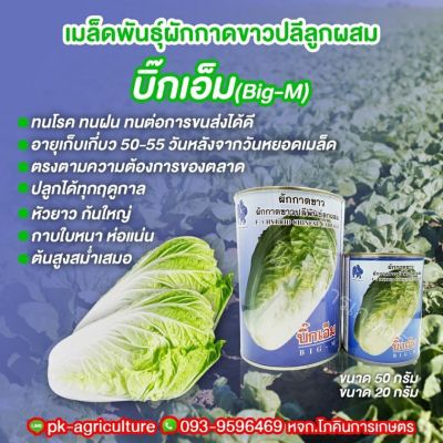 เมล็ดพันธุ์ผักกาดขาวปลี บิ๊กเอ็ม ขนาด 100-450 กรัม