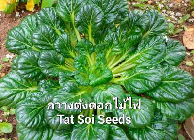 กวางตุ้งดอกไม้ไฟ Tat Soi Chinese flat Cabbage Seeds เมล็ดพันธุ์กวางตุ้ง  แทตฉ่อย บรรจุ 50 เมล็ด