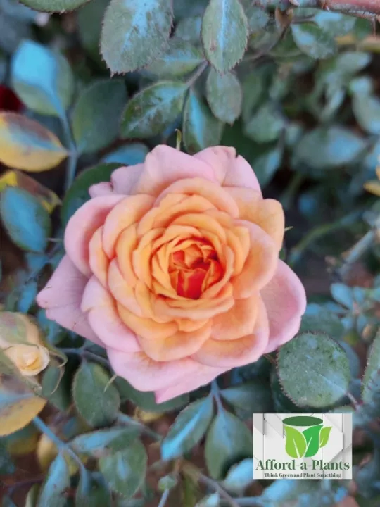 Rose Pitimini Pink Orange Flower with FREE plastic pot, pebbles and