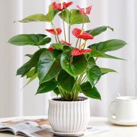 [COD] Anthurium white palm potted indoor plants flowers large living room shade-tolerant good hydroponic green flowering