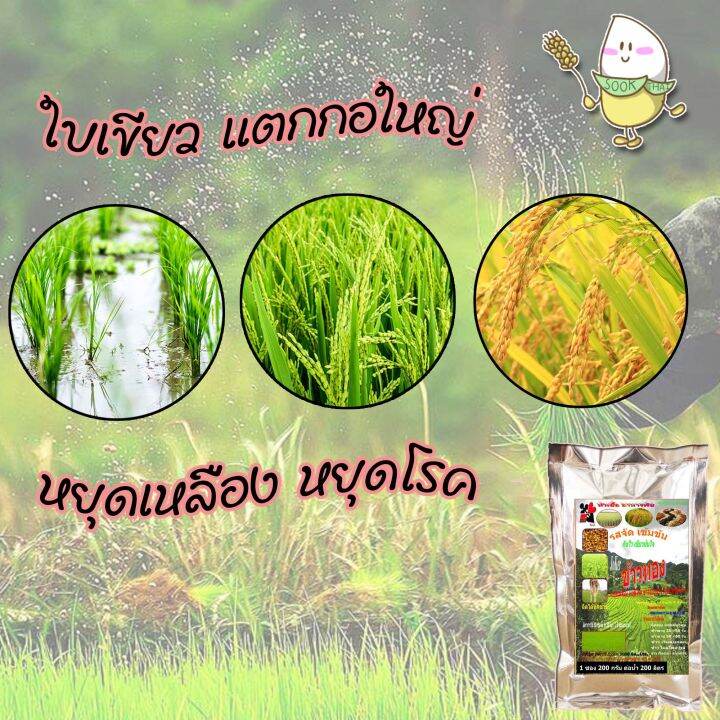 พร้อมส่ง-หัวเชื้ออาหารพืชฉีดพ่นทางใบ-1-ซอง-200-กรัม-สำหรับข้าว-หัวเชื้อเร่งดอก-38