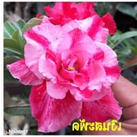 10 เมล็ด เมล็ดพันธุ์ ชวนชม สายพันธุ์ไต้หวัน ดอกสีชมพู Adenium Seed กุหลาบทะเลทราย Desert Rose ราชินีบอนไซ อัตราการงอก 80-90% มีคู่มือปลูก