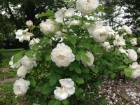 35 เมล็ด เมล็ดพันธุ์ Winchester Cathedral (Rosa Winchester Cathedral) สายพันธุ์อังกฤษ seeds ดอกกุหลาบ นำเข้าจากอังกฤษ seeds ดอกใหญ่ พร้อมคู่มือปลูก English Rose seed.