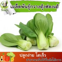 เมล็ดพันธุ์ กวางตุ้งฮ่องเต้ (Pak Choy) 2,000 เมล็ด ปลูกง่าย ปลูกได้ทั่วไทย #เมล็ดผัก