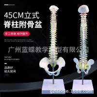 45 cm model of the human body vertebra cervical artery thoracic spine model coccygeal vertebra of lumbar nerve vertical