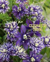 Clematis #คลีเมทิส.ราชินี้ไม้เลื้อย นำเข้าจากฮอลแลนด์ พร้อมป้ายชื่อ และเลขพาสปอร์ต