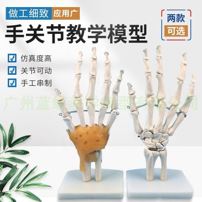Human bone hand joint ligament attached model human finger bone model of hand palm