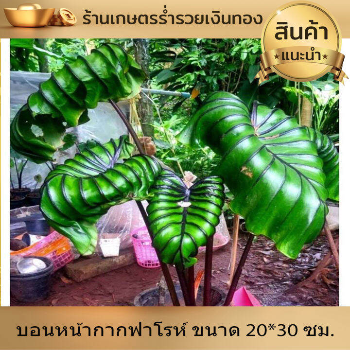 บอน-โคโลคาเซีย-หน้ากากฟาโรห์-colocasia-pharaoh-s-mask-สายพันธุ์แท้-แบบตัดสด-ชำเอง-หน้ากระดูก-มีเส้นใบสีม่วงเข้มที่คมชัด-ใบม้วนไปด้านหลัง-หายาก