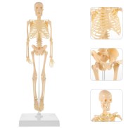 Toys For Kids Human Model Human Anatomical Anatomy Model With Stand