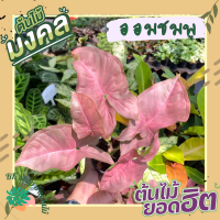 ออมชมพู Pink Syngonium คัดเกรด ต้นไม้มงคล ต้นไม้ฟอกอากาศ พร้อมกระถาง 4นิ้ว ต้นไม้มงคลปลูกในบ้าน ต้นไม้มงคลเรียกทรัพย์หน้าบ้าน