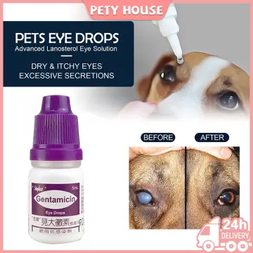 Eye drops to shop treat cataracts in dogs