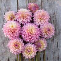 1 หัว/ออเดอร์ รักเร่ Dahlia Bulbs สายพันธุ์ Castle Drive หัวรักเร่ ดอกไม้ หัวหน่อ เหง้า นำเข้า เนเธอร์แลน หัวสดใหม่