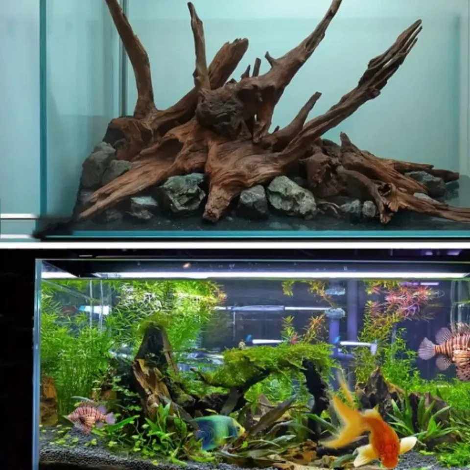5 Awesome Betta Tank Ideas – Fish + Tank