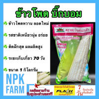 ข้าวโพด บิ๊กบอม ขนาด 1 กิโลกรัม ตะวันต้นกล้า ลอตใหม่ งอกดี ฝักใหญ่ทรงกระบอกสวย เมล็ดสีขาวนวล แกนฝักเล็ก เหนียวนุ่ม รสชาติดี ผลผลิตสูง