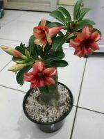 12 เมล็ด เมล็ดพันธุ์ Garden Plant ชวนชม สายพันธุ์ไต้หวัน ดอกชั้นเดียว Adenium Seed กุหลาบทะเลทราย Desert Rose ราชินีบอนไซ อัตราการงอก 80-90% มีคู่มือปลูก