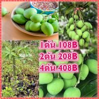 (1ต้น)ต้นพันธุ์มะม่วงเบา แบบเสียบยอดโตเร็วของแท้ 100% สูงประมาณ 35-40 ซม. ต้นพันธุ์แข็งแรง พร้อมส่ง