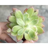 ?สินค้าขายดี? [32. Echeveria]กุหลาบหิน ไม้อวบน้ำ SUCCULENT แคคตัส กระบองเพชร ️อ่านก่อนสั่ง️