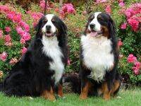 ล่าสุด: Bernese Mountain Dog Crystal Bead Artwork-เหมาะสำหรับตกแต่งบ้านและคนรักศิลปะ