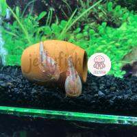 ไข่กุ้งไดโนเสาร์แดง หรือ Triops red ไข่กุ้งไทรออปส์แดง,กุ้งไดโนเสาร์แดง