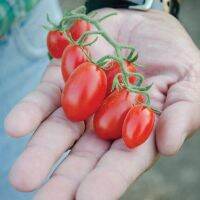 เมล็ดพันธุ์ มะเขือเทศ ดอลเซ่วีต้า (Dolce Vita Tomato F1 Seed) บรรจุ 10 เมล็ด คุณภาพดี ของแท้ 100%