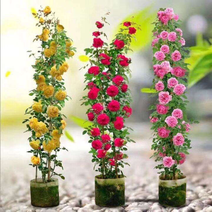 Mixed Color Climbing Rose Flower Seed for Sale Japanese Rose Seeds Bonsai Seed Benih Bunga Bunga