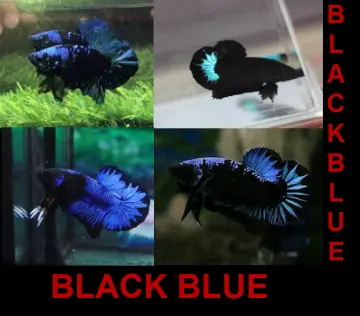 Betta black blue galaxy: Với màu sắc đen xanh galaxy đầy bí ẩn, cá betta black blue galaxy tỏa sáng từ năm 2024 và trở thành một trong những loài cá hot nhất. Chúng rất hiếm và khó nuôi, nhưng đó chính là sự độc đáo và giá trị của chúng. Hãy cùng xem hình ảnh này để chiêm ngưỡng vẻ đẹp của cá betta black blue galaxy và khám phá thế giới sinh vật kỳ thú dưới đáy hồ.