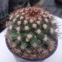 ?แมมมิราริสหนามแดง? mammillaria mammillaris  ขนาด 4-7 ซม. ต้นแคคตัส ต้นกระบองเพชร  (กรุณาอ่านรายละเอียดก่อนทำการสั่งซื้อครับ)