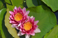 20 เมล็ด บัวสาย (Water lily) บัวอุบลชาติ บัวฝรั่ง บัวนอก บัวเล็ก บัวแคระ สายพันธุ์ rene gerard สีม่วง ชมพู เหมาะสำหรับปลูกในโหล Waterlilies Lotus Seeds