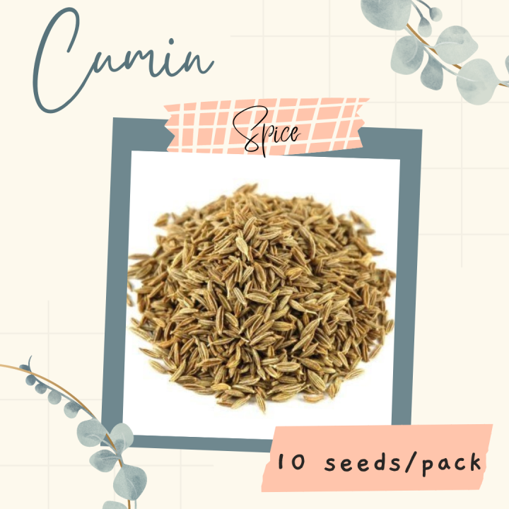 Cumin Seeds for Planting (10 seeds) HERB Lazada PH