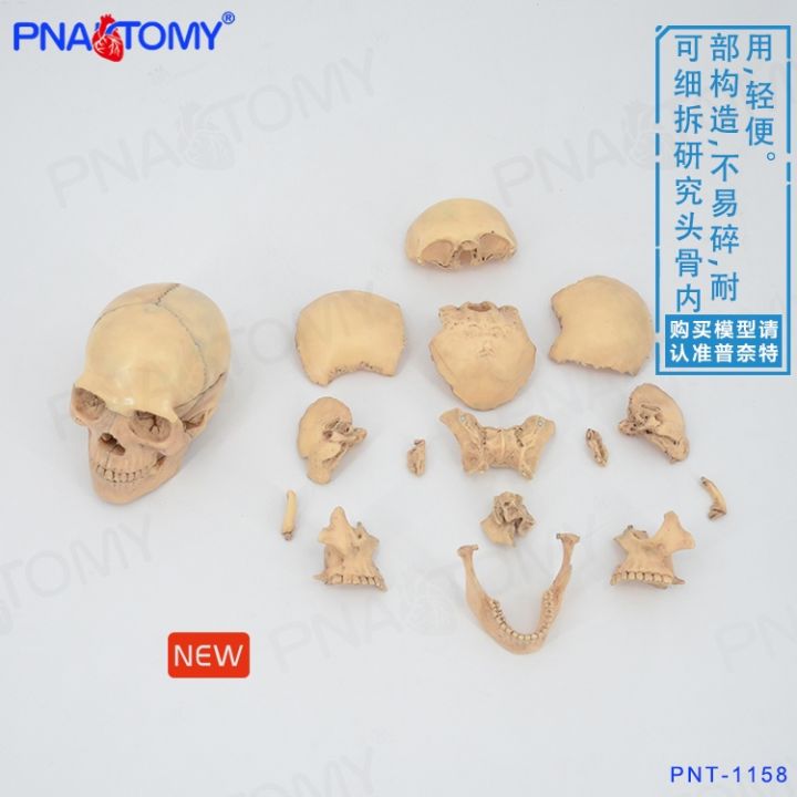 pnatomy-authentic-removable-head-skull-bone-skeleton-model-assembled-model-primary-skull-15-parts