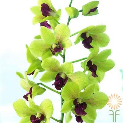 30 เมล็ดพันธุ์ เมล็ดกล้วยไม้ กล้วยไม้สกุลหวาย (Dendrobium) Orchid flower seeds อัตราการงอกสูง 80-85%
