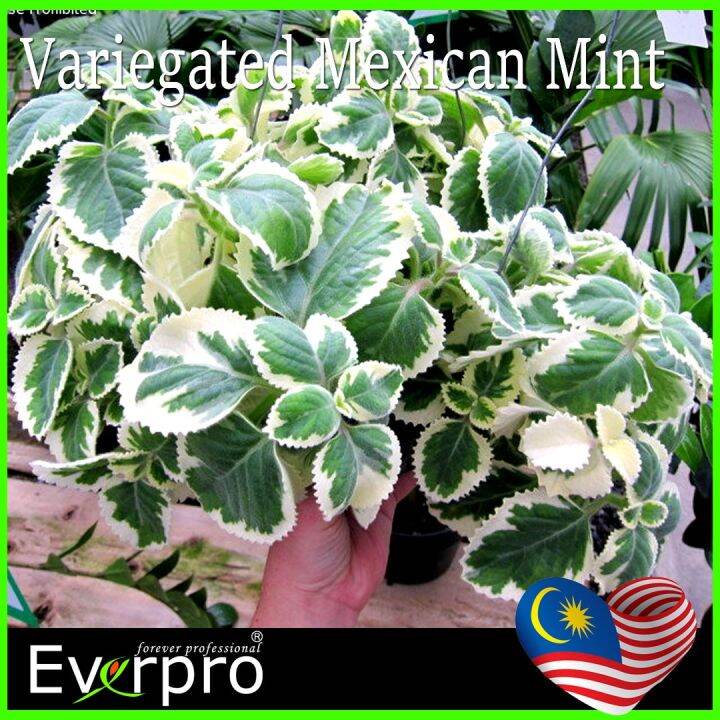 Health Benefits of Kalabo (Oregano) Scientific Name Origanum vulgare