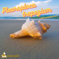 Andaman seashell เปลือกหอย หอยสังข์หอม (Pleuroploca trapezium)