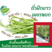 เมล็ด ถั่วฝักยาว เพชรหยก 100 กรัม , 500 กรัม ถั่วเนื้อเม็ดสีขาว ใบน้อย ดกมาก ออกฝักแฝด