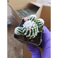 ขายดีอันดับ1 แมมโอรุก่ะถูกๆ Mammillaria gracilis cv. oruga mingrixiangjiแคคตัส เพชร ไม้เมล็ด ส่งทั่วไทย ต้นไม้ ฟอก อากาศ กระถาง ต้นไม้ ไม้ ประดับ ต้นไม้ ปลูก ใน บ้าน