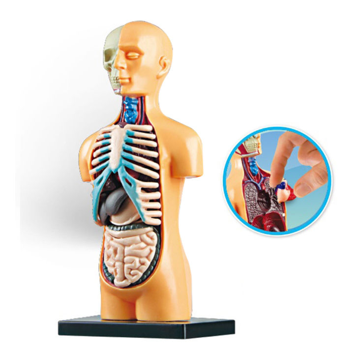 dolity-วิทยาศาสตร์หุ่นจำลองร่างกายมนุษย์สาธิต-human-anatomy-จอแสดงผลการศึกษาของเล่น-diy