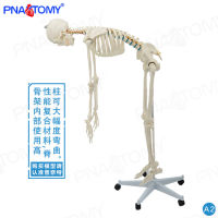 Spot parcel post175cm Whole Body Human Skeleton Model Flexible and Detachable Teaching Yoga Bone Setting Simulation Skull Bone