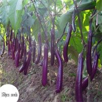 บอนสี เมล็ดพันธุ์ Rare Long Eggplant Seeds 200เมล็ด เมล็ดบอนสี บอนสีหายาก เมล็ดพันธุ์ผัก พันธุ์ไม้ผล เมล็ดดอกไม้ บอนสีสวยๆ ต้นไม้มงคล พันธุ์ดอกไม้ ต้นไม้ฟอกอากาศ ไม้ประดับ ต้นไม้ตกแต่ง ไม้ดอก ดอกไม้จริง บอนไซ ต้นไม้ ตกแต่งสวน ของแต่งสวน หญ้าเทียม plants