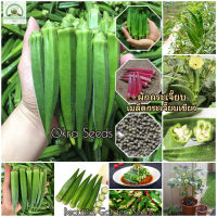 เมล็ดกระเจี๊ยบเขียว Okra Seeds for Planting (ประมาณ 50 เมล็ด) เมล็ดพันธุ์ ผักกระเจี๊ยบ เมล็ดพันธุ์ผัก ต้นไม้ฟอกอากาศ พันธุ์ผัก พันธุ์ไม้ผล เมล็ดผัก ผักออแกนิค เมล็ดพันธุ์แท้ ปลูกผัก ผักสวนครัว คุณภาพดี ราคาถูก ของแท้ 100% ปลูกง่าย ปลูกได้ทั่วไทย ต้น