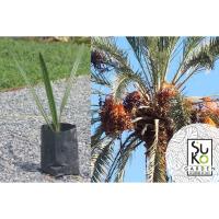 ( Promotion+++) คุ้มที่สุด ต้นอินทผาลัม ขนาด 20-30 ซม. | อินทผลัม พันธุ์ เดกเล็ท นัวร์ | Arecaceae Phoenix dactylifera | Date Palm Deglet noor ราคาดี พรรณ ไม้ น้ำ พรรณ ไม้ ทุก ชนิด พรรณ ไม้ น้ำ สวยงาม พรรณ ไม้ มงคล