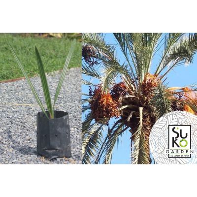 ( PRO+++ ) โปรแน่น.. ต้นอินทผาลัม ขนาด 20-30 ซม. | อินทผลัม พันธุ์ เดกเล็ท นัวร์ | Arecaceae Phoenix dactylifera | Date Palm Deglet noor ราคาสุดคุ้ม พรรณ ไม้ น้ำ พรรณ ไม้ ทุก ชนิด พรรณ ไม้ น้ำ สวยงาม พรรณ ไม้ มงคล