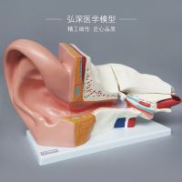 Ear amplification model anatomical structure of organs inside the outside of the ear canal by ear auditory ent studies