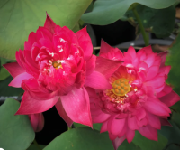 5 เมล็ดพันธุ์ บัว สายพันธุ์ GORGEOUS LOTUS STUNNING RED LOTUS สีแดง เพาะปลูกและเก็บเมล็ดในไทย ขยายพันธุ์ในไทยได้ สายพันธุ์นิยมปลูกที่สุดในโลก