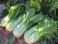 Michihili Chinese cabbage (500seeds)ผักกาดขาวมิชิฮิริ (500 เมล็ด)