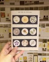 สมุดโน๊ต Life Under the Microscope จาก Plant House  สมุดเล่มเล็ก สมุดบันทึก Notebook