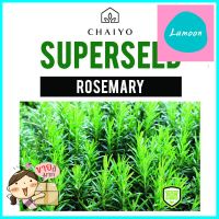 เมล็ดพันธุ์โรสแมรี ชัยโย 10 เมล็ดROSEMARY 10 SEEDS **สอบถามเพิ่มเติมได้จ้า**