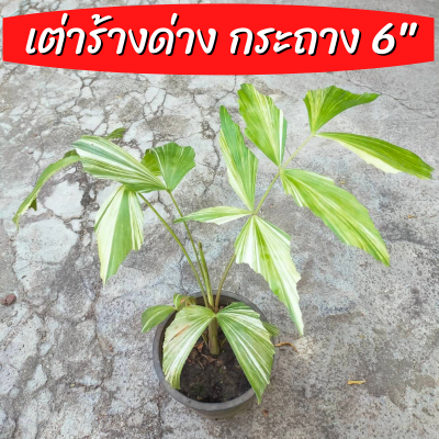 เต่าร้างด่าง ไม้ด่าง Caryota urens เป็นปาล์มต้นเดี่ยว ไม่มีหนาม ไม้หายาก กระถาง 6" เนื้อไม้ใช้ประโยชน์ในการก่อสร้าง ทำเครื่องมือทางการเกษตร